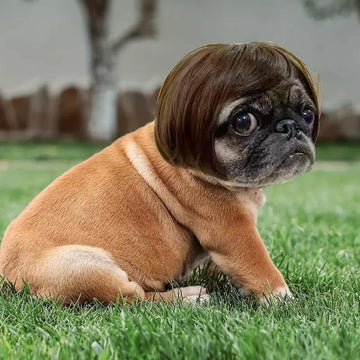 Funny Pet Wig Headband for Dogs & Cats
